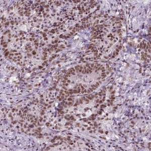 Monoclonal Anti-BRD4 antibody produced in mouse 