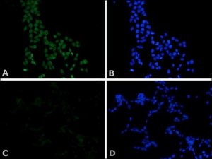 Monoclonal Anti-c-MycFITC antibody produced in mouse F2047-100UG