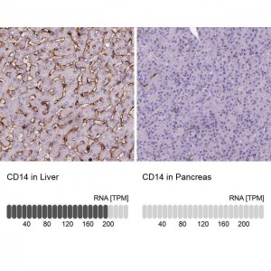 Monoclonal Anti-CD14 antibody produced in mouse 