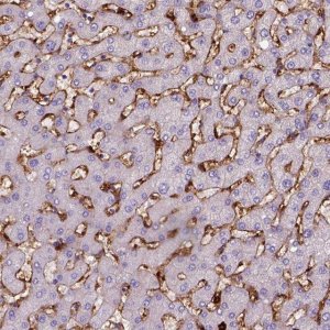 Monoclonal Anti-CD14 antibody produced in mouse 