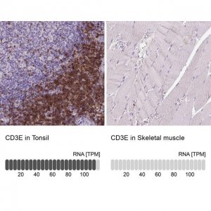 Monoclonal Anti-CD3E antibody produced in mouse 