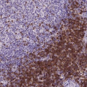 Monoclonal Anti-CD3E antibody produced in mouse 
