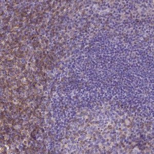 Monoclonal Anti-CD4 antibody produced in mouse 