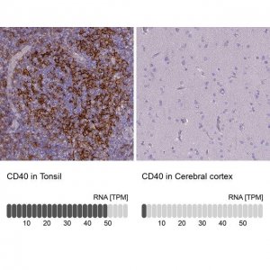Monoclonal Anti-CD40 antibody produced in mouse 