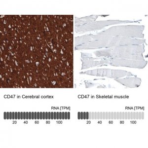 Monoclonal Anti-CD47 antibody produced in mouse 