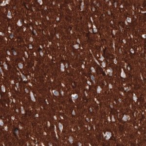 Monoclonal Anti-CD47 antibody produced in mouse 