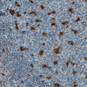 Monoclonal Anti-CD68 antibody produced in mouse 