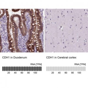 Monoclonal Anti-CDH1 antibody produced in mouse 