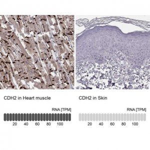 Monoclonal Anti-CDH2 antibody produced in mouse 