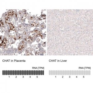 Monoclonal Anti-CHAT antibody produced in mouse 