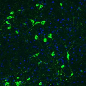 Monoclonal Anti-CHAT antibody produced in mouse 