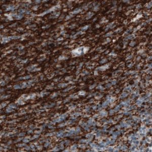 Monoclonal Anti-CNP antibody produced in mouse 