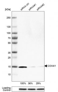 Monoclonal Anti-COX4I1 antibody produced in mouse 