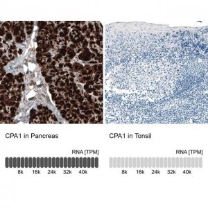 Monoclonal Anti-CPA1 antibody produced in mouse 