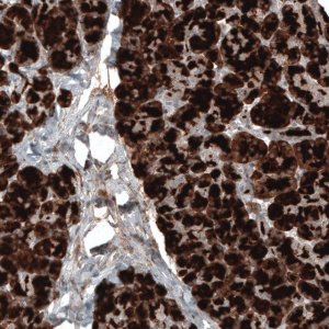 Monoclonal Anti-CPA1 antibody produced in mouse 