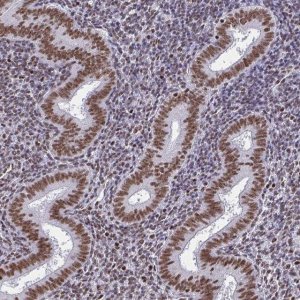 Monoclonal Anti-CTCF antibody produced in mouse 