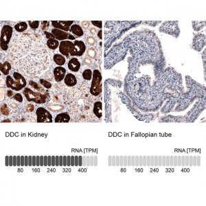 Monoclonal Anti-DDC antibody produced in mouse 