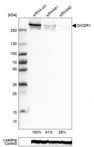 Monoclonal Anti-DICER1 antibody produced in mouse 