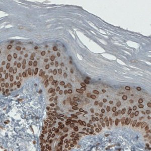 Monoclonal Anti-EMD antibody produced in mouse 