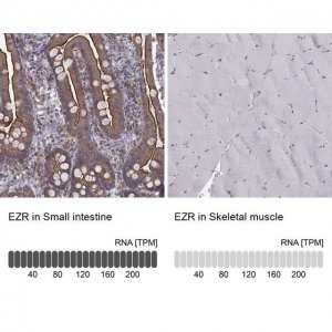 Monoclonal Anti-EZR antibody produced in mouse 