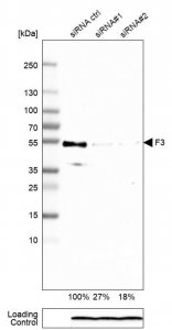 Monoclonal Anti-F3 antibody produced in mouse 