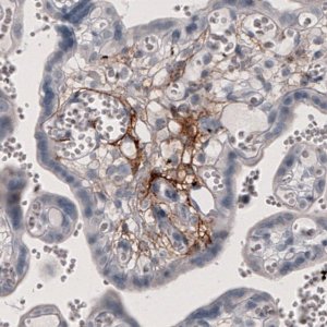 Monoclonal Anti-F3 antibody produced in mouse 