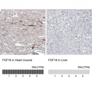 Monoclonal Anti-FGF18 antibody produced in mouse AMAB91480-100UL