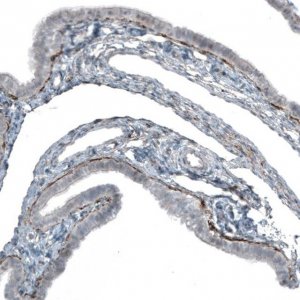 Monoclonal Anti-FGF18 antibody produced in mouse AMAB91480-100UL