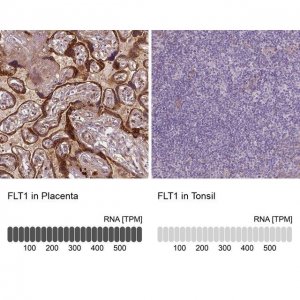 Monoclonal Anti-FLT1 antibody produced in mouse 