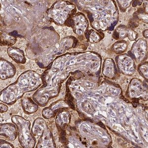 Monoclonal Anti-FLT1 antibody produced in mouse 