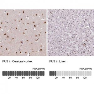 Monoclonal Anti-FUS antibody produced in mouse 