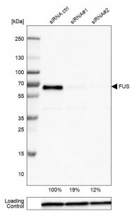 Monoclonal Anti-FUS antibody produced in mouse 