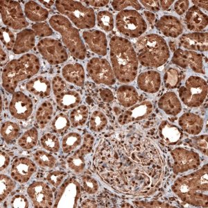 Monoclonal Anti-GAPDH antibody produced in mouse 