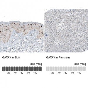 Monoclonal Anti-GATA3 antibody produced in mouse AMAB91525-100UL