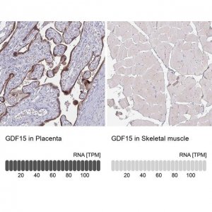 Monoclonal Anti-GDF15 antibody produced in mouse 