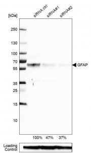 Monoclonal Anti-GFAP antibody produced in mouse 
