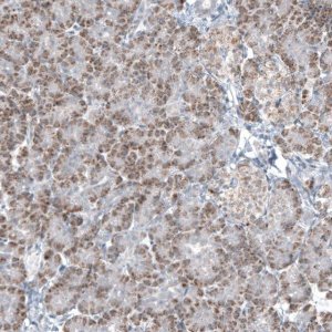 Monoclonal Anti-GLS2 antibody produced in mouse AMAB91483-100UL