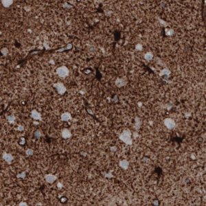 Monoclonal Anti-GLUL antibody produced in mouse 
