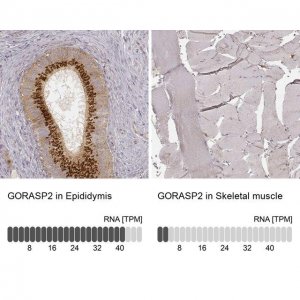 Monoclonal Anti-GORASP2 antibody produced in mouse 