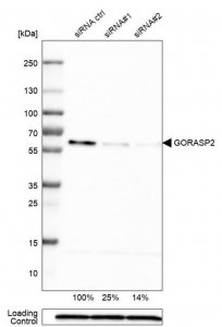 Monoclonal Anti-GORASP2 antibody produced in mouse 
