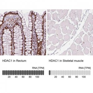 Monoclonal Anti-HDAC1 antibody produced in mouse 