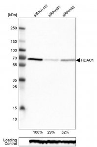 Monoclonal Anti-HDAC1 antibody produced in mouse 