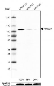 Monoclonal Anti-HMGCR antibody produced in mouse 