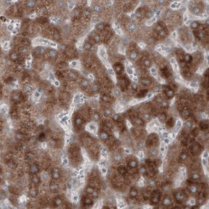 Monoclonal Anti-HMGCR antibody produced in mouse 