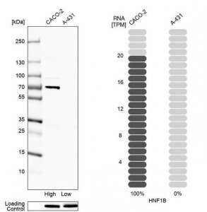 Monoclonal Anti-HNF1B antibody produced in mouse 