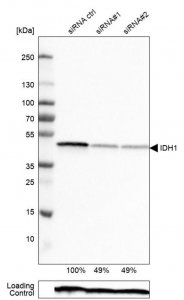Monoclonal Anti-IDH1 antibody produced in mouse 