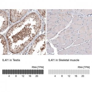 Monoclonal Anti-IL4I1 antibody produced in mouse AMAB91560-100UL
