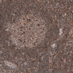 Monoclonal Anti-IL4I1 antibody produced in mouse AMAB91560-100UL