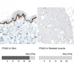 Monoclonal Anti-ITGA2 antibody produced in mouse 