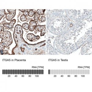 Monoclonal Anti-ITGA5 antibody produced in mouse 